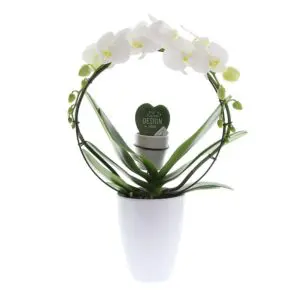 Herzblatt-Pflanze Message Printz® - in Orchidee V.I.P.