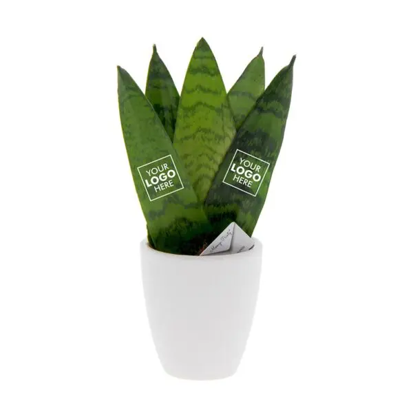 Message Printz® - Sansevieria in Geschenkbox