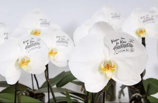 Message Printz® - Singolo Orchidee