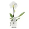 Message Printz® - Singolo Orchidee