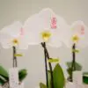 Message Printz® - Singolo Orchidee