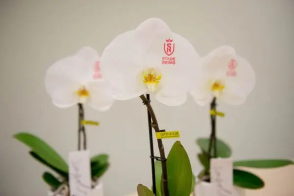 Message Printz® - Singolo Orchidee