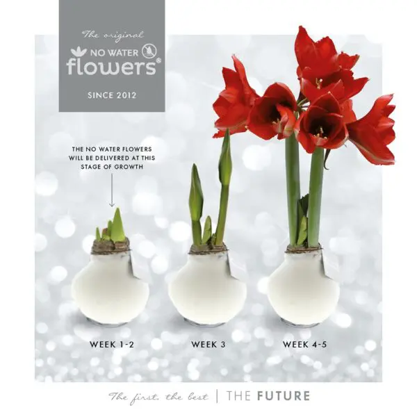 No Water Flowers® - Christmas glass elegance