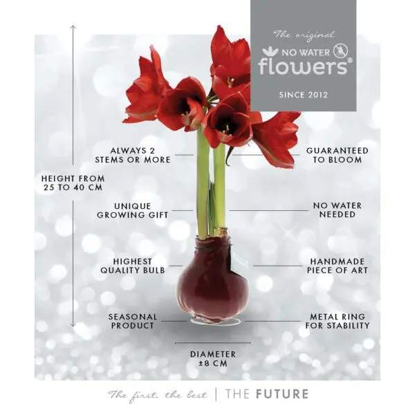 No Water Flowers® - Christmas glass elegance