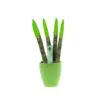 Sansevieria Topline® - Velvet Touchz® klein