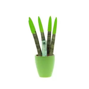 Sansevieria Topline® - Velvet Touchz® klein