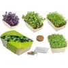 Microgreens-Gärtchen