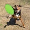 Frisbie Watson