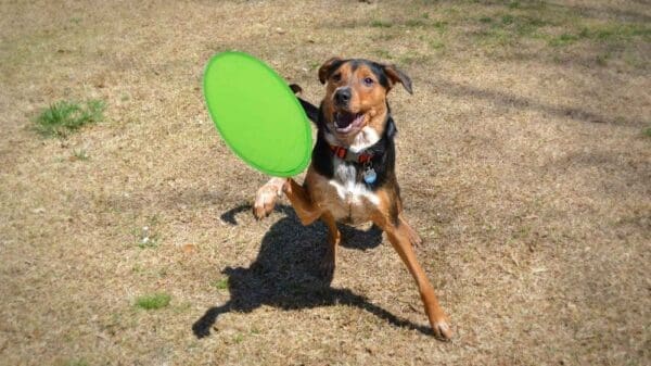 Frisbie Watson