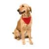 Halstuch Hundehalsband Roco